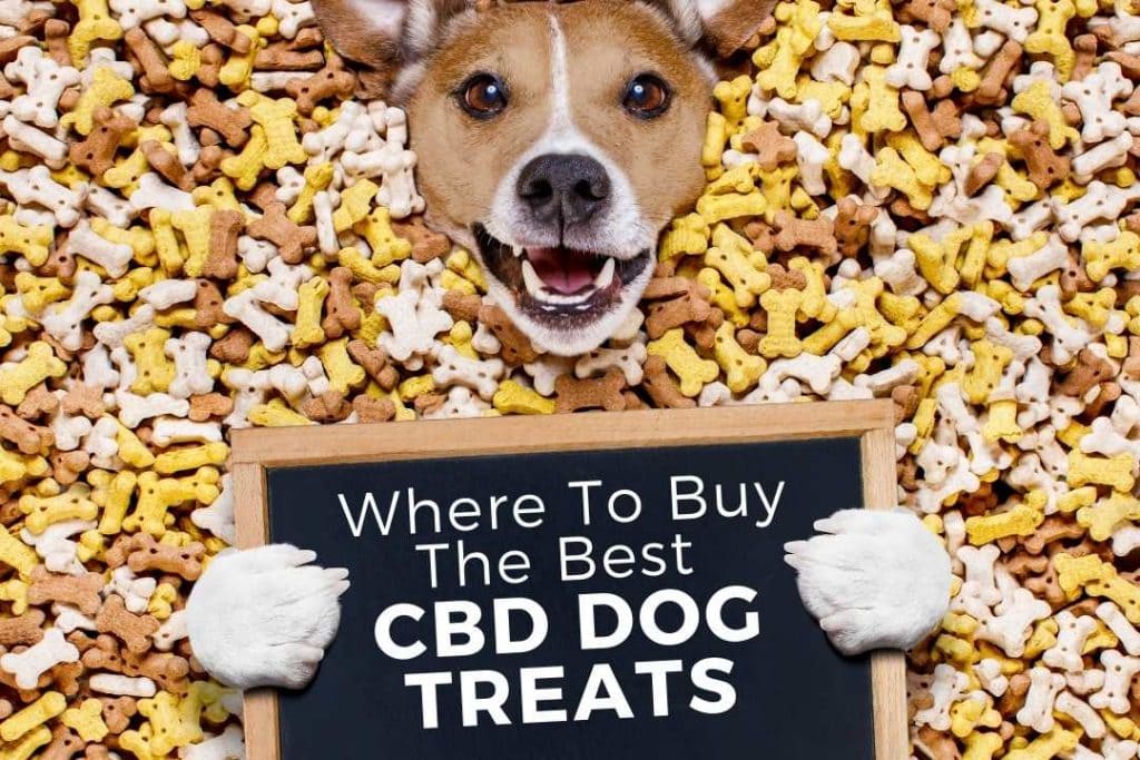 Best CBD Dog Treats To Buy